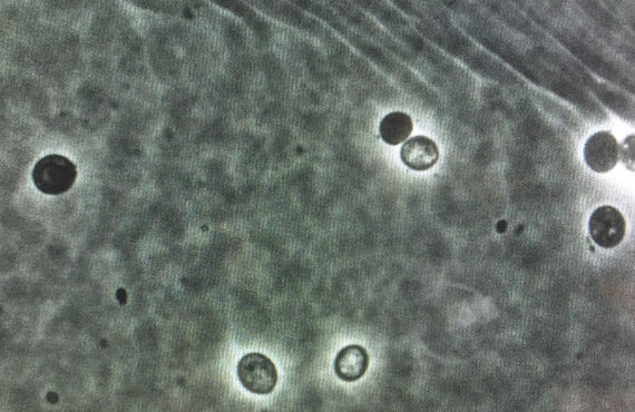 （富山）日本人と腸内細菌　相談薬局・パーソナルジムなら|AMI薬局×FitnessPharmacyAMI