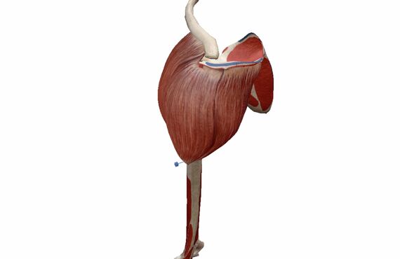 （富山）三角筋 解説①富山パーソナルトレーニングならここ|AMI薬局×FitnessPharmacyAMI